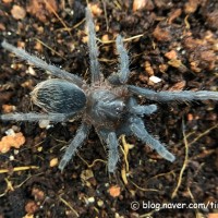 Aphonopelma Seemanni (Nicaragua)