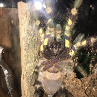 Poecilotheria Regalis sexing