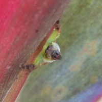 Mopsus Mormon - green jumper