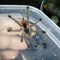 Unknown Avic spiderling