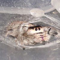 Phidippus regius AF