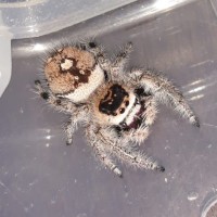 Phidippus regius AF