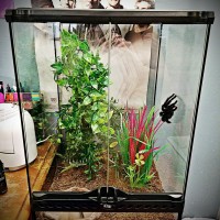 Avicularia avicularia enclosure