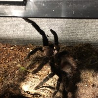 Cranky B. vagans