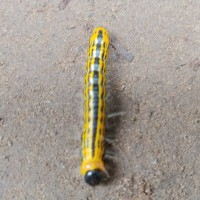 Caterpillar ID