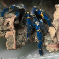 Poecilotheria metallica - female