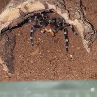 A geniculata