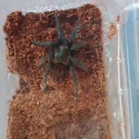 B.vagans sling