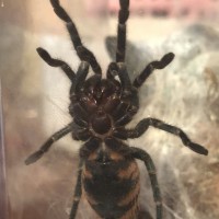 Young GBB Male or Female?!
