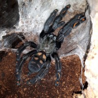 P.irminia