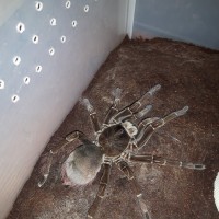 T.stirmi