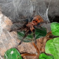 0.1 juvenile GBB