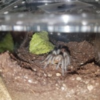 G.pulchra sling .(double b)