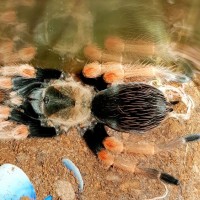 Brachypelma baumgarteni