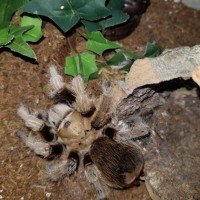 Tarantula ID Request