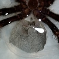 Poecilotheria ornata [molt sexing]