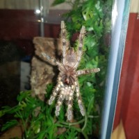 Please sex my juvenile p regalis