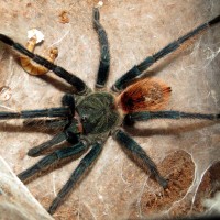 Mr. Muffet (♂ Chromatopelma cyaneopubescens 3.75")