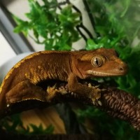 Female Crested Gecko