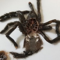 A. avicularia