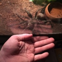 Theraphosa Stirmi