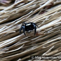 Evarcha albaria (L. Koch, 1878)