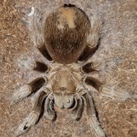 Sold as Aphonopelma eutylenum