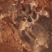 Ceratogyrus darlingi