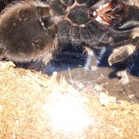 N.chromatus ventral flash shot