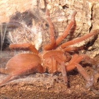 O. philippinus, juvenile female