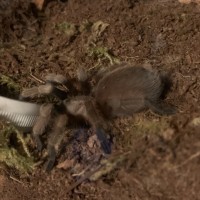 Tarantula ID Request [1/3]