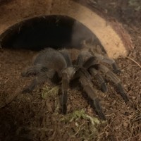 Tarantula ID Request [2/3]