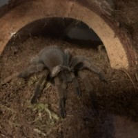 Tarantula ID Request [3/3]