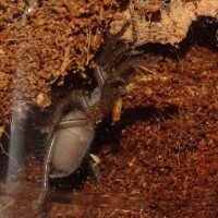 Aphonopelma eutylenum