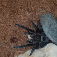 B.Vagans