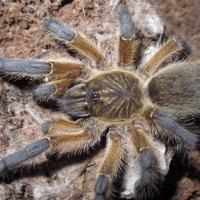 H. pulchripes