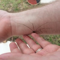 Harvestman/True Daddy-Long-Legs