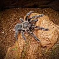 Numina, my Aphonopelma seemani