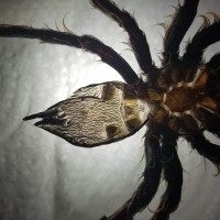 Brachypelma Albopilosum