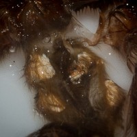 Stromatopelma calceatum [molt sexing]