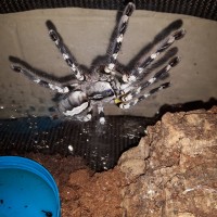 P.regalis