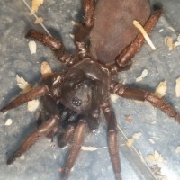 new Cataxia sp. Trapdoor