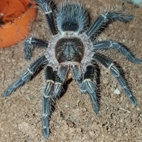 Gr.pulchripes? [1/2]