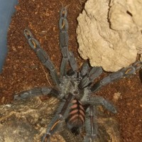 P. Irminia