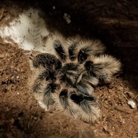 Curly I, Brachypelma albopilosum