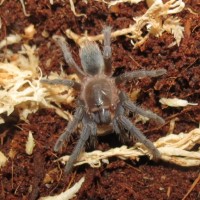 A. Seemani Sling 2 First Feeding