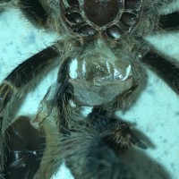 Grammostola pulchripes M or F