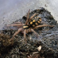 Hapalopus sp. "Colombia"