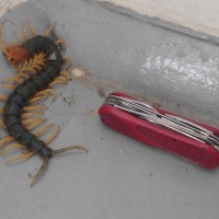 Scolopendra heros castaneiceps