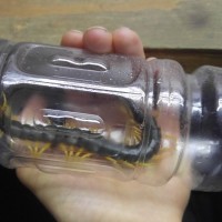 Scolopendra heros castaneiceps in bottle